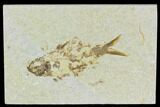 Bargain, Detailed Fossil Fish (Knightia) - Wyoming #120420-1